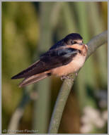 Barn Swallow