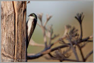 Tree Swallow