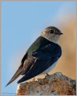 Violet-green Swallow