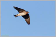 Cliff swallow