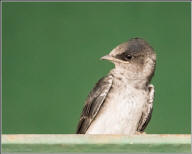 purple martin