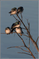 tree swallow