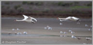 Mute Swan