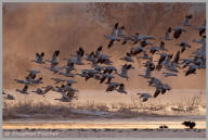 Snow Goose