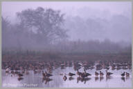 White-fronted Goose