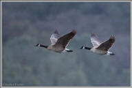 Canada geese in flight