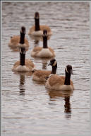 Canada geese