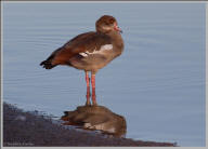 egyptian goose