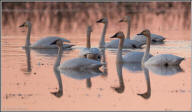 Tundra swans