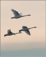 Tundra swans