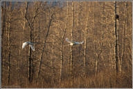 Trumpeter swan