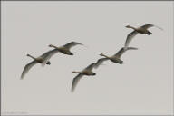 Tundra swan