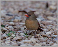 Northern Cardinal