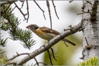 black-headed grosbeak