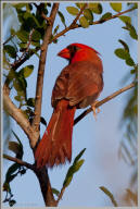 Northern Cardinal