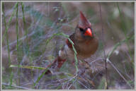 Northern cardinal