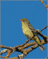 Western tanager