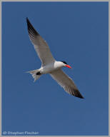 Caspian Tern