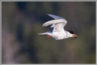 Common tern