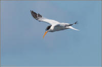 elegant tern