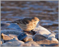 American Pipit