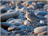 American Pipit