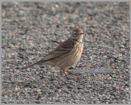 American Pipit