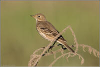 american pipit