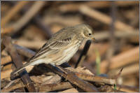 american pipit