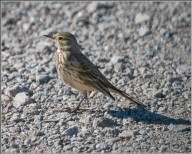 American pipit