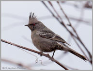 Phainopepla