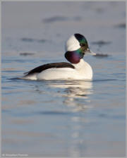 Bufflehead