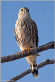 Western prairie hawk