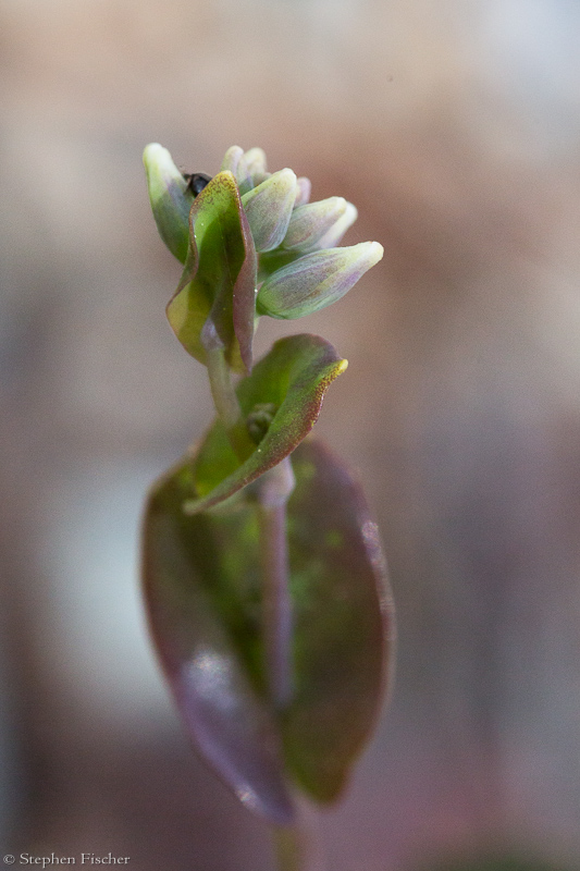 Ready to bloom (unidentified)