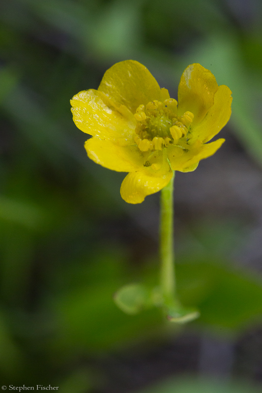 Alpine buttercup