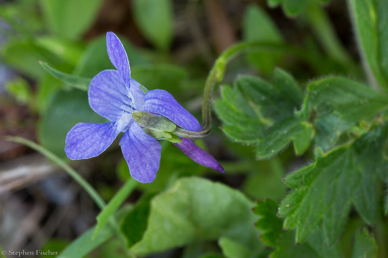 Western Dog Violet