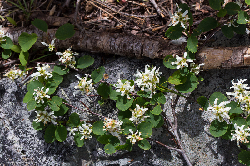 Utah Serviceberry