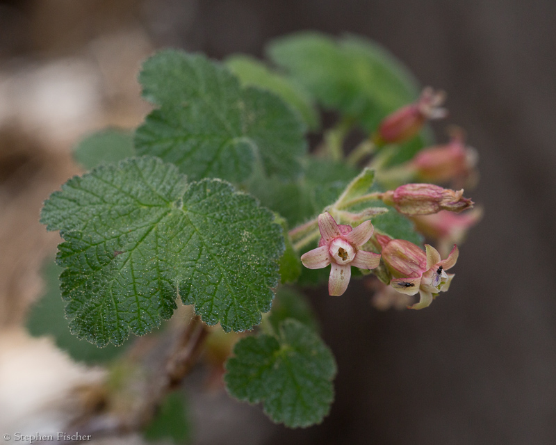 Sticky Currant