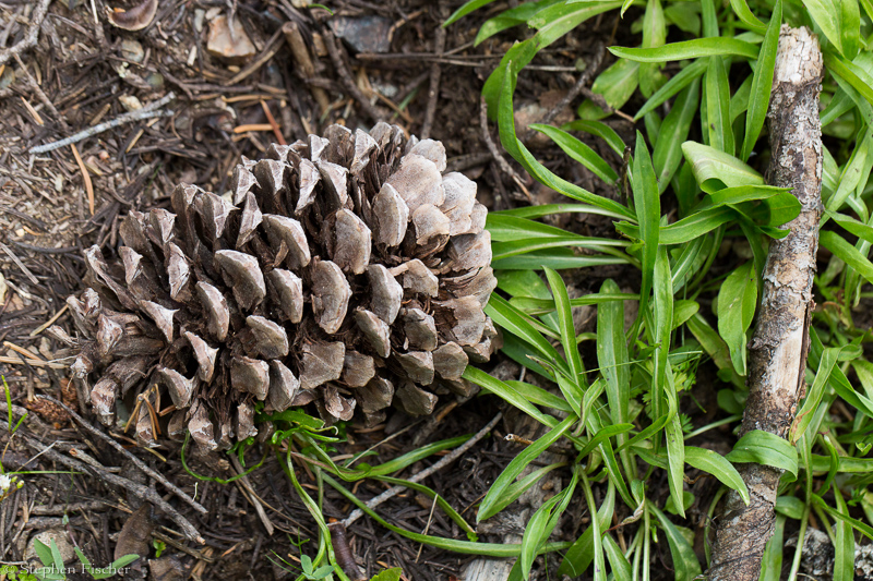 Pine cone