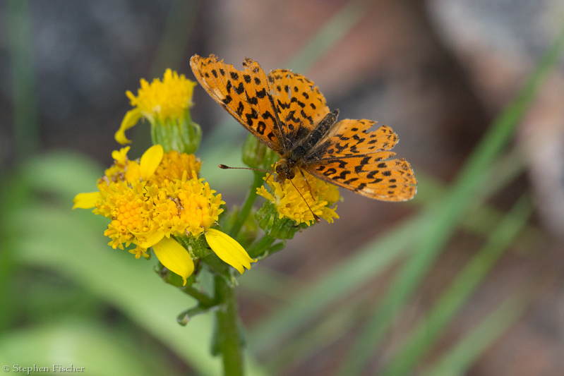 Great spangled fritillary on Alpine goldenrod