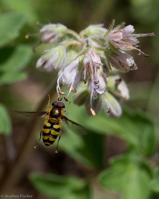 Syrphus ribesii flower fly