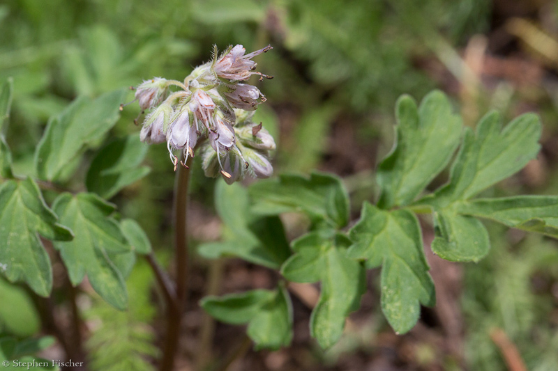 California waterleaf