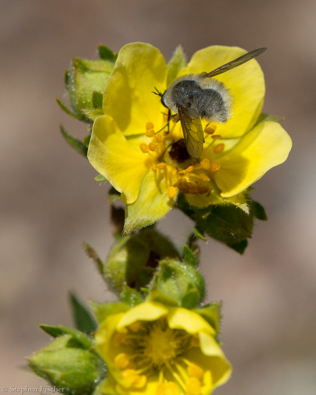 Black-tailed bee fly on Sticky Cinquefoil