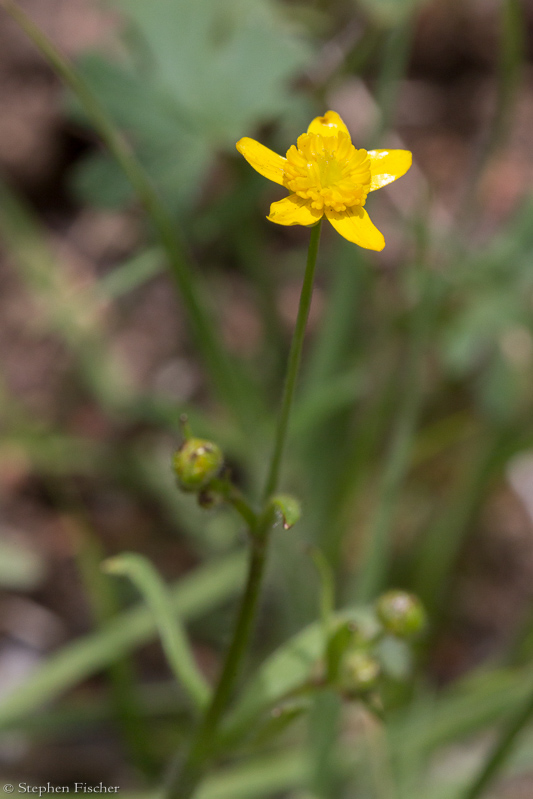 Western buttercup