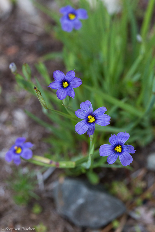 Blue-eyed grass