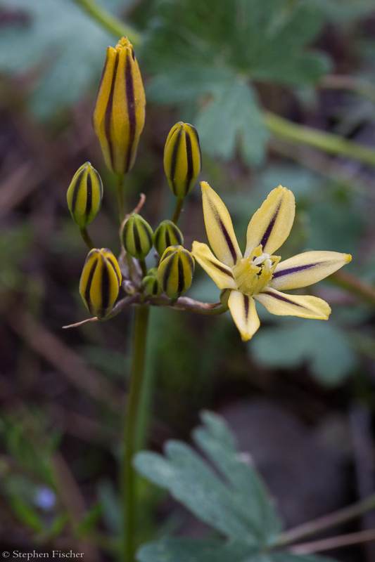 Golden Brodiaea (Pretty Face)