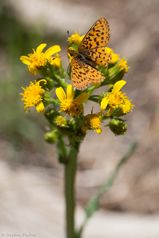 Fritillary on an Alpine Goldenrod