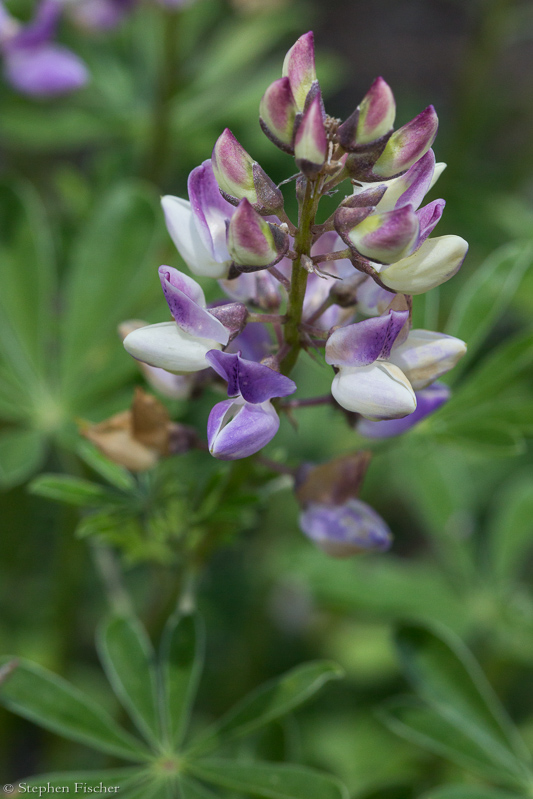 Broad-leaved lupine