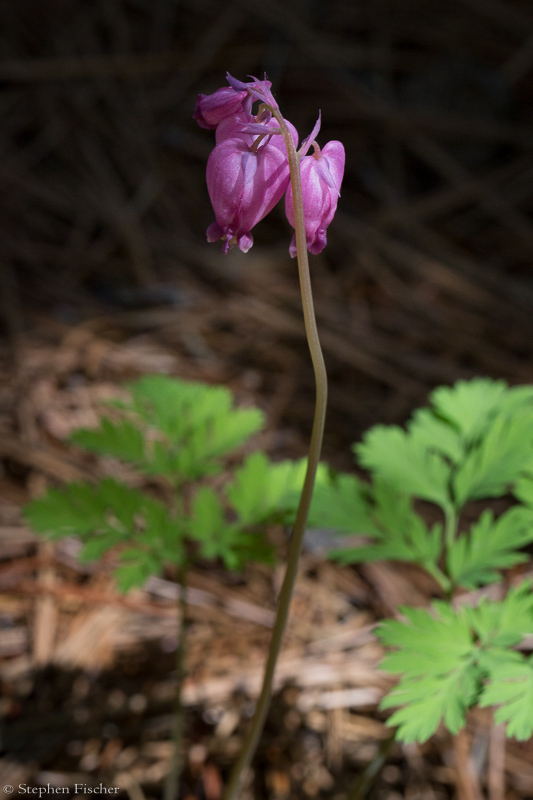 Bleeding hearts