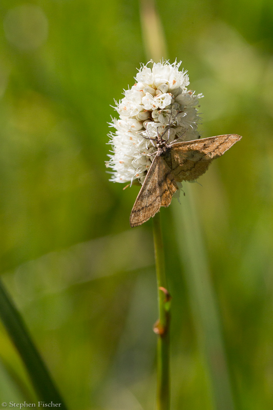 Some type of skipper